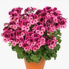 Royal pelargonium